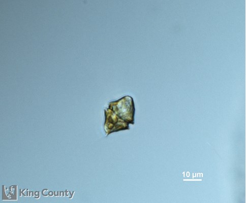 Photo of Heterocapsa triquetra
